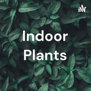 Indoor Plants