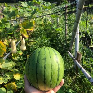 Shoji 紀 なFarmの話(正直なふぁーむの話)