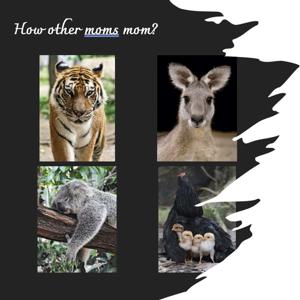 The Kangaroo moms society!