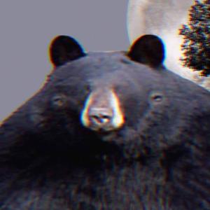 The Owlbee's Podcast