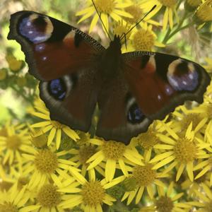 My Realisation: realise transformational change