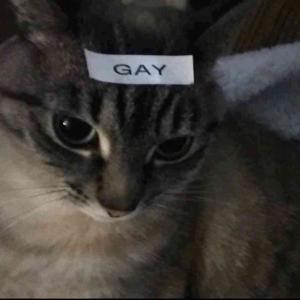 ayesha erotica mashup s&m