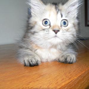 I'm Lew Lorini and I was just thinking