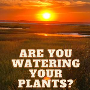 Are You Watering Your Plants?