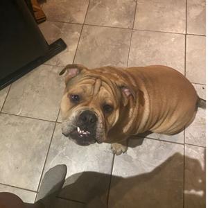 Mario the bulldog podcast