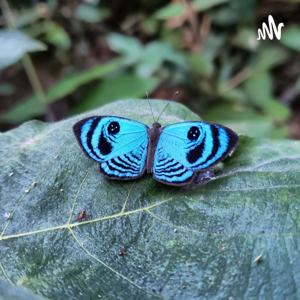 Conversando com a Centelha