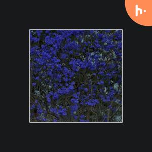 sofia nesta crab’s First Podcast