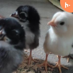 anil’s First Podcast