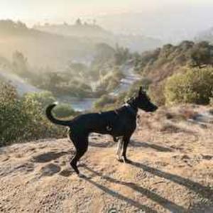 Griffith Park With Pepe