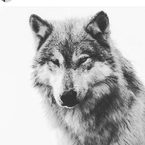Orenda Sounds (LightWolf)
