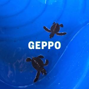 日常を、っぽく考察するGEPPO