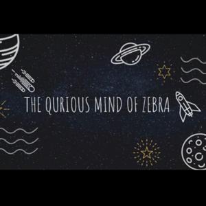 The Qurious Mind of Zebra