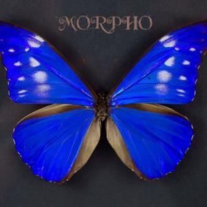 MORPHO