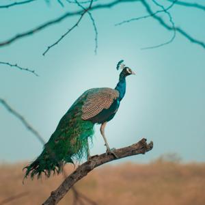 The Greatest Truths - Telugu