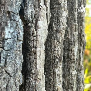 صداهایی از اعماق