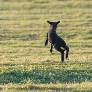 Sähikäinen pullossa