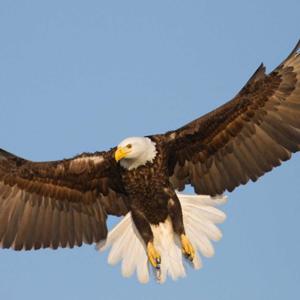 On Eagles Wings