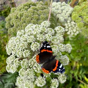 Keto Freeze Drying Podcast