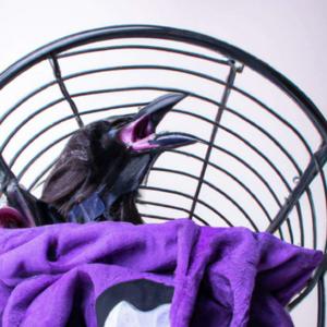 The Crow Bin