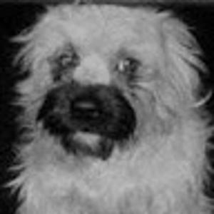 The Laughing Gravy Experience