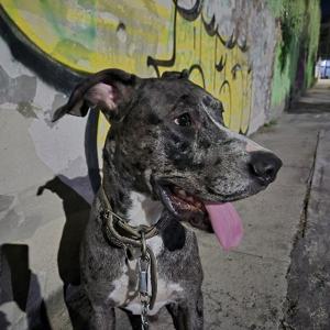 berlins 3Speak Podcast