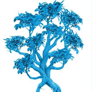 Pillole di Bonsai