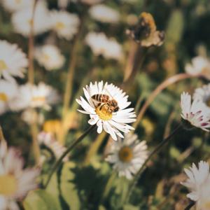 Il mondo degli invertrebrati