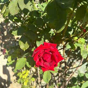 Decameron introduzione 4 giornata