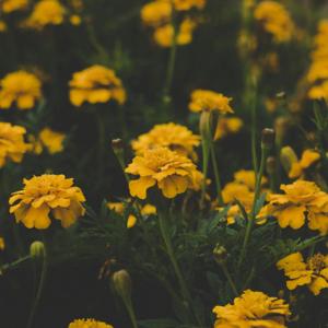 °❀⋆.ೃ࿔*:･°❀⋆.ೃ࿔*:･𝓐𝓽𝓮 𝓙𝓱𝓸'𝓼 𝓟𝓵𝓪𝔂𝓵𝓲𝓼𝓽 2°❀⋆.ೃ࿔*:･°❀⋆.ೃ࿔*:･