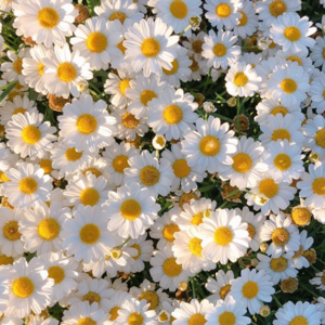 ‧₊˚♪ 𝄞₊˚⊹ 𝓐𝓽𝓮 𝓙𝓱𝓸'𝓼 𝓟𝓵𝓪𝔂𝓵𝓲𝓼𝓽 1 ‧₊˚♪ 𝄞₊˚⊹