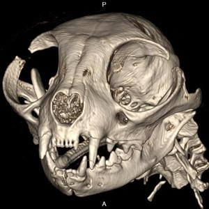 xrayman 3Speak Podcast