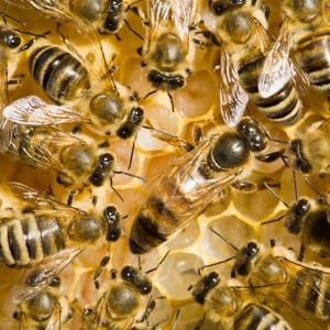 Bees - Eventi