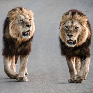 Two Bros Talking