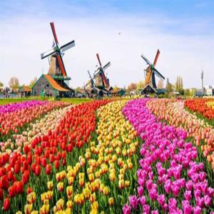 The History of the Netherlands