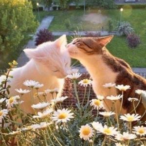 nice little songs i like