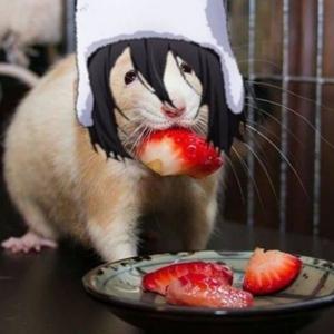 Bsd Educational Sounds