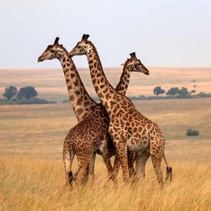 March Mammal Madness: Bracketology