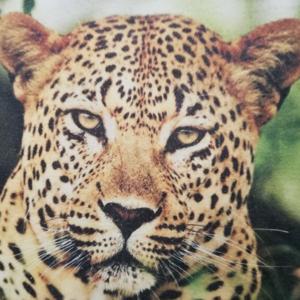 La voz del jaguar lacerante.