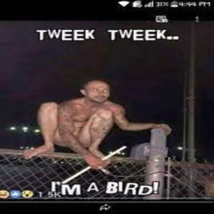 CrackOrTweak