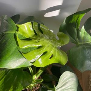 Plants for my deteriorating mental health