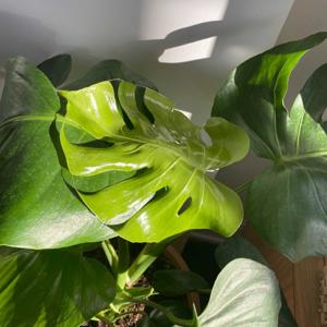 A plant enthusiast tries to podcast