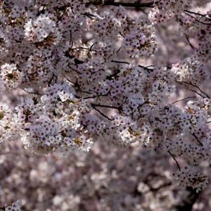 My song covers and other things