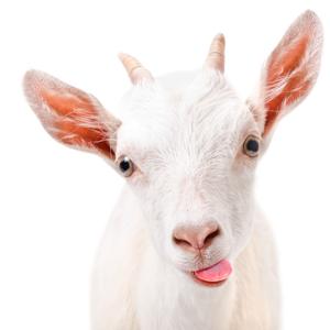Too Old Goats