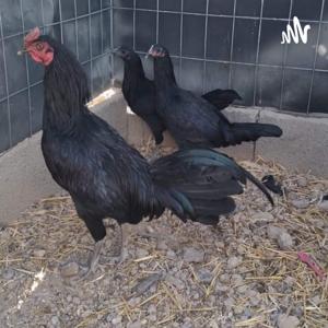 El Gallo Y Yo Podcast