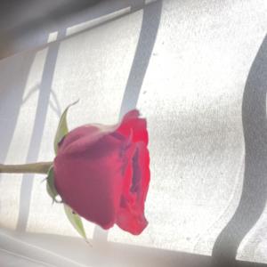 Sleep-Studying Podcast