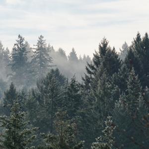 Forest Bible Class