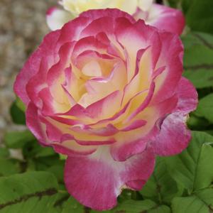 02-AT Psalmen Weisheit Poesie