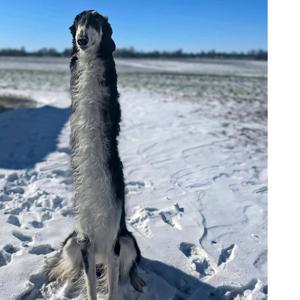 The Two Kings Podcast