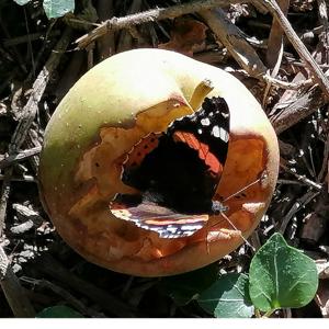 Pod'Domduf