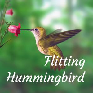 Flitting Hummingbird